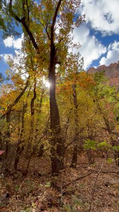 セドナ有名な4大ボルテックス❣️の記事動画