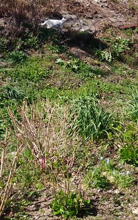 体力オバケちゃんと遊ぶの記事動画