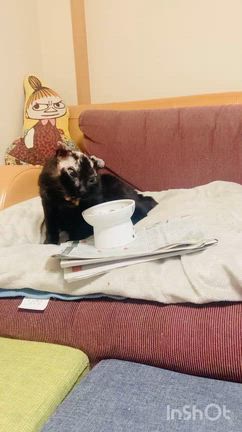 これが末期の現実なのかの記事動画