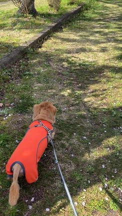 5年前はこんなに元気に走ってたマロンの記事動画