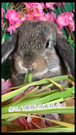 生モノ5種類入荷！！の記事動画