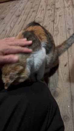 温泉と猫補給の記事動画