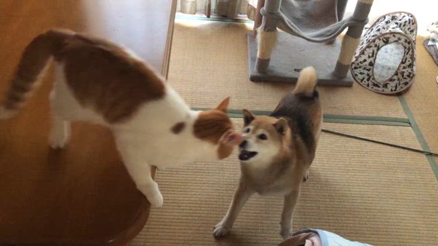 レフェリーは鳥の記事動画