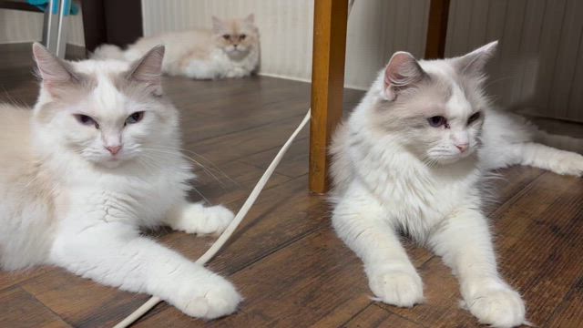 今日のねこちゃん | akikosan-onigiriのブログ