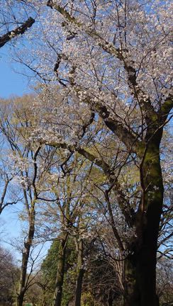 2025 桜 砧公園の記事動画