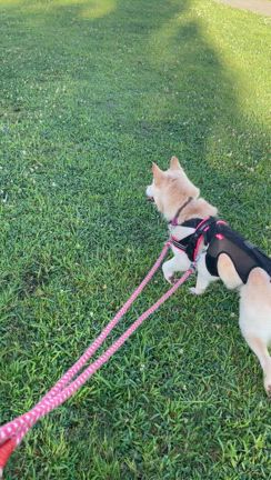 サリーの新車の記事動画