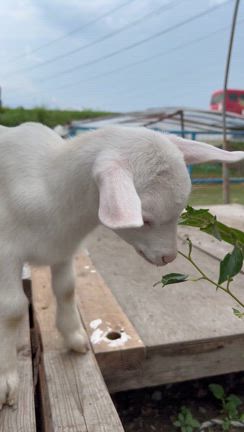 赤ちゃんヤギさんの記事動画