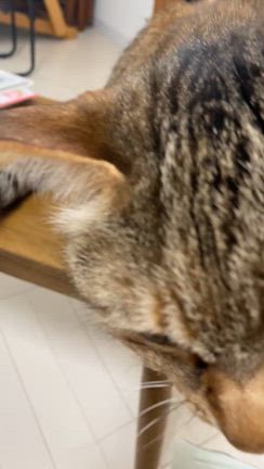 無印良品週間で買ったものとラブコメベスト3の記事動画