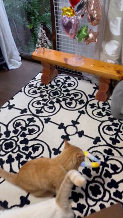 いなり大福9回目のお誕生日の記事動画