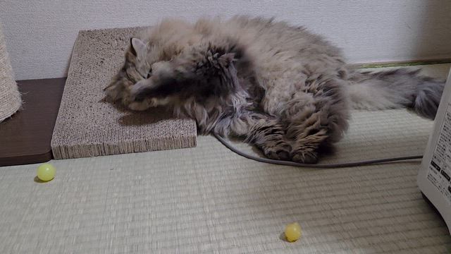 またたびの記事動画