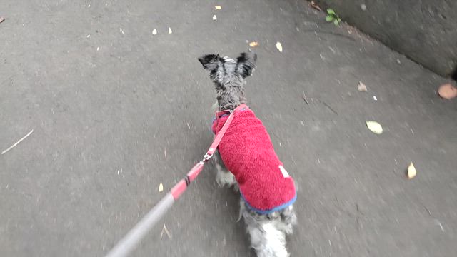 純金　小判のお買取　上越市｜金・プラチナ｜ブランド品　オリバー&ロゼの記事動画