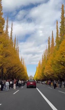 神宮外苑いちょう並木❗️の記事動画
