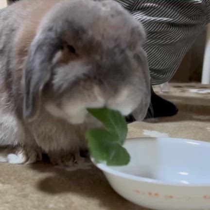 明日葉さんであっかんべーの記事動画