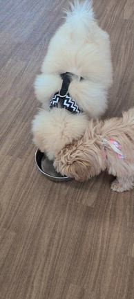 パピー教室の記事動画