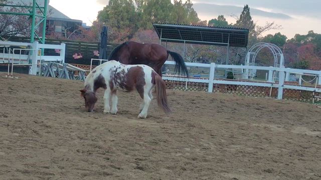 今日はポカポカ陽気ですの記事動画