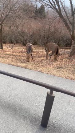 三峰神社で鹿さんにお会いしました✨の記事動画