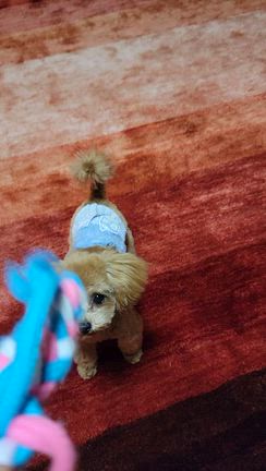 一人遊びのリンツの記事動画