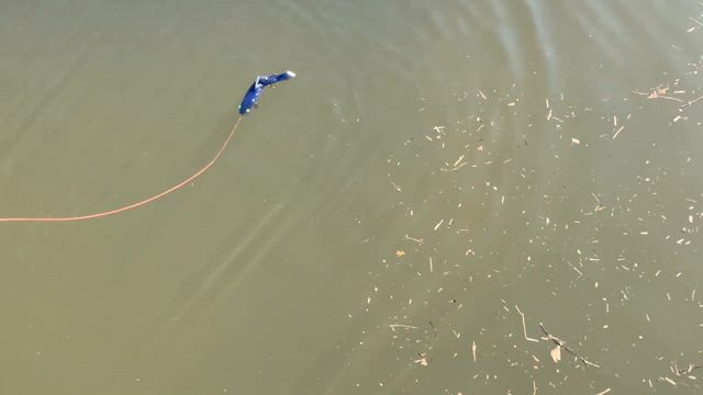 霞ヶ浦へシーラカンスのテストの記事動画