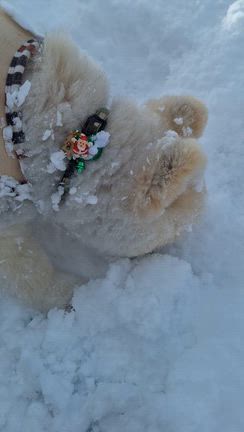 雪が降ったどーの記事動画