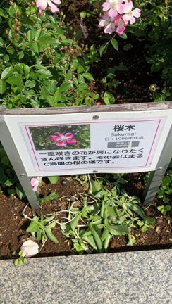 チコ龍ひまわり龍からのメッセージ28の記事動画