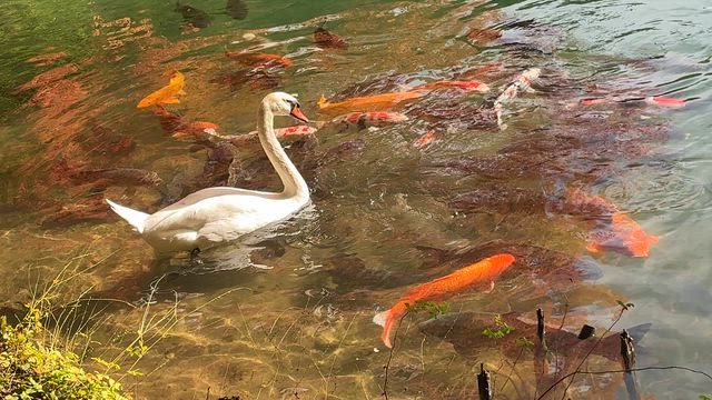 南伊奈ヶ湖の記事動画