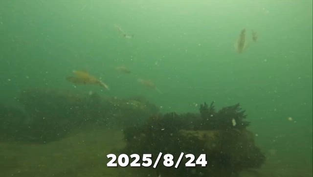 2025/08/24の記事動画