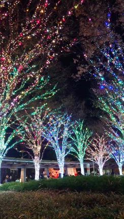 綺麗！の記事動画