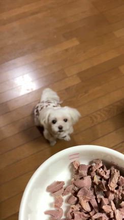 【カミングアウト笑】私の多忙のもう一つの理由。の記事動画