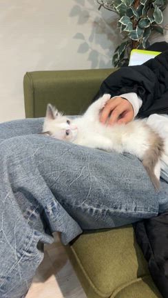 猫ちゃんをお迎えすることになりましたの記事動画