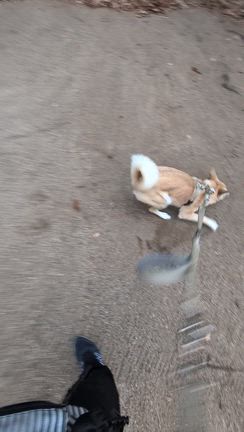 ちょっとした山へ犬散歩〜次男とラー活〜の記事動画