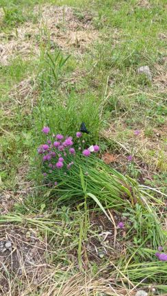 開拓ごっこで日は暮れる。の記事動画