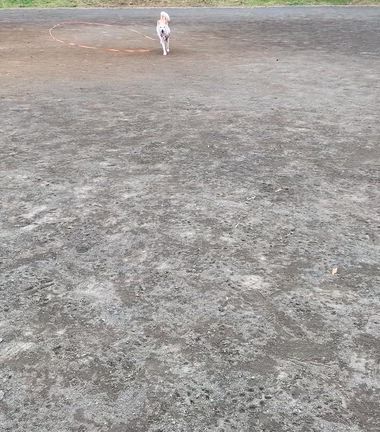 犬に洋服って…の記事動画