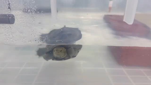 我が家の癒しの記事動画