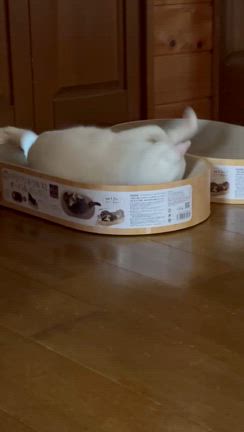 ８月１日に14才になりました‼️の記事動画