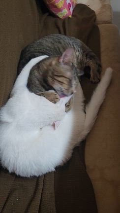 おかえり！の記事動画