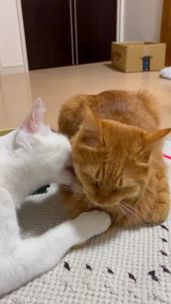 仲良いの？悪いの？の記事動画