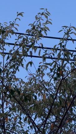 朝の「音」が大好きの記事動画