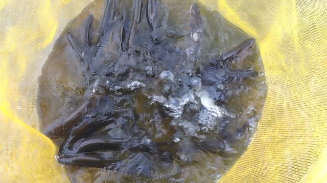鮎釣り10.13の記事動画