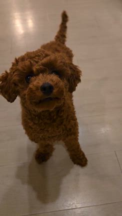甘えん坊の未来ちゃんの記事動画