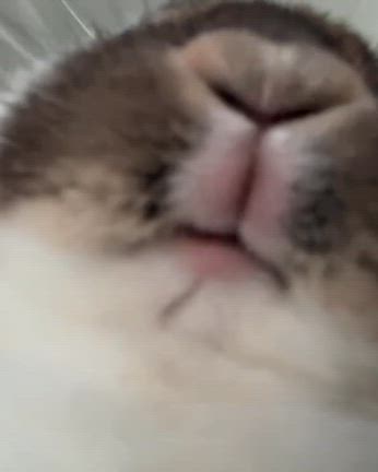 大阪土産のリクエスト&土あっぷもぐもぐの記事動画