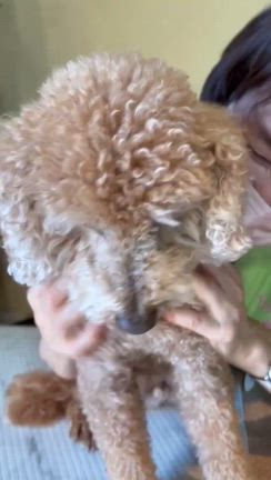 Total dog care wanheartの記事動画