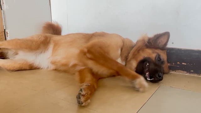 犬の気持ちは難しいの記事動画