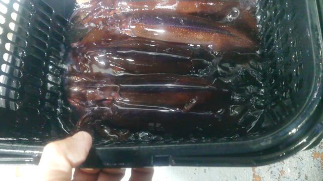 10㈫　アジは相変わらず！の記事動画