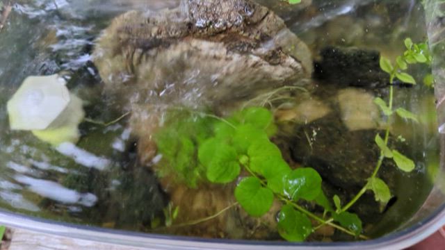 メダカのオロチとマリアージュの記事動画
