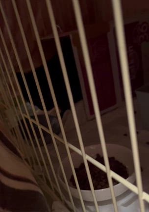 徳島名産♪の記事動画