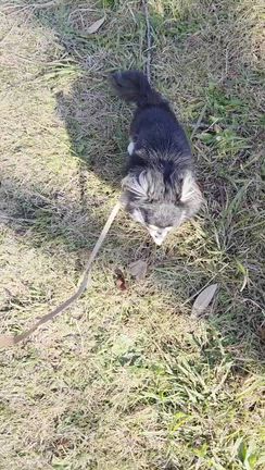 《いちご》と《さとる》のお話の記事動画