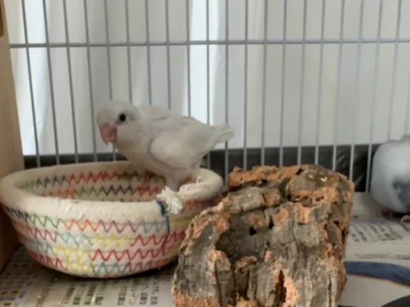 ※8/30追記あり【代理募集-⑨】マメルリハちゃんたち最新画像です！の記事動画