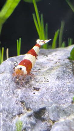 レッドビーシュリンプ水槽のセット方法の記事動画