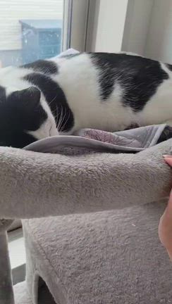 幸せ報告・大、ミィ正式譲渡の記事動画