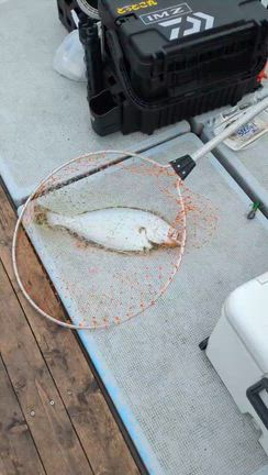 2025.12.23  1便　魚礁の記事動画